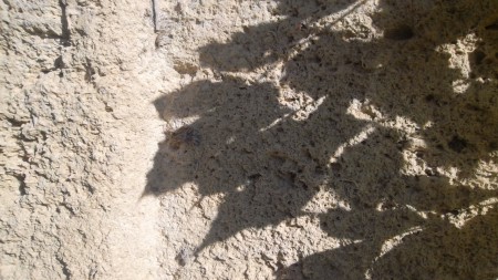 L'ombre de feuilles sur un mur de pierre qui peut être jolie.